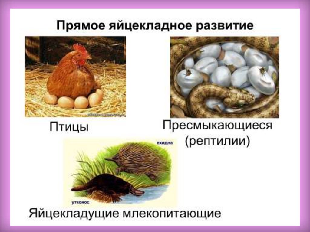 Яйцекладущих пресмыкающихся. Рептилии, птицы, яйцекладущие млекопитающие. Прямое развитие птиц. Яйцекладный Тип онтогенеза. Яйцекладущие пресмыкающиеся.