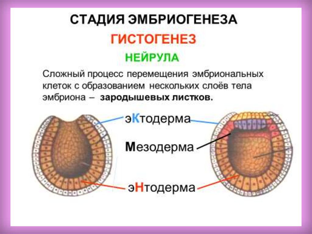 Этапы эмбриогенеза