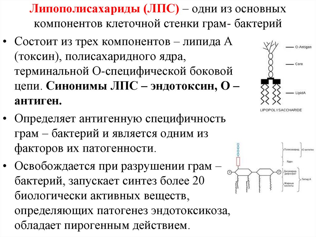 Основной компонент клеточной стенки