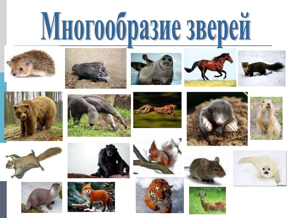Презентация многообразие животных 1 класс. Разнообразие зверей. Млекопитающие животные. Млекопитающие звери. Млекопитающие многообразие зверей.