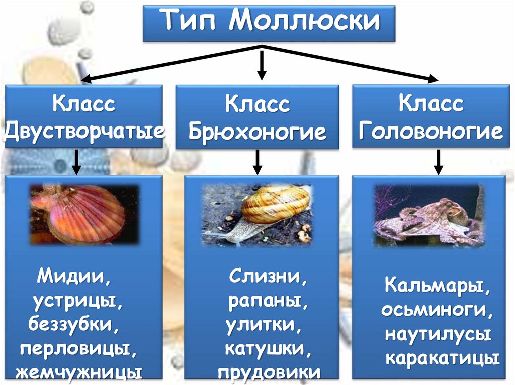 Водные моллюски дышат. Моллюски их Прогресс. Как дышит Мидия. Как дышат моллюски.