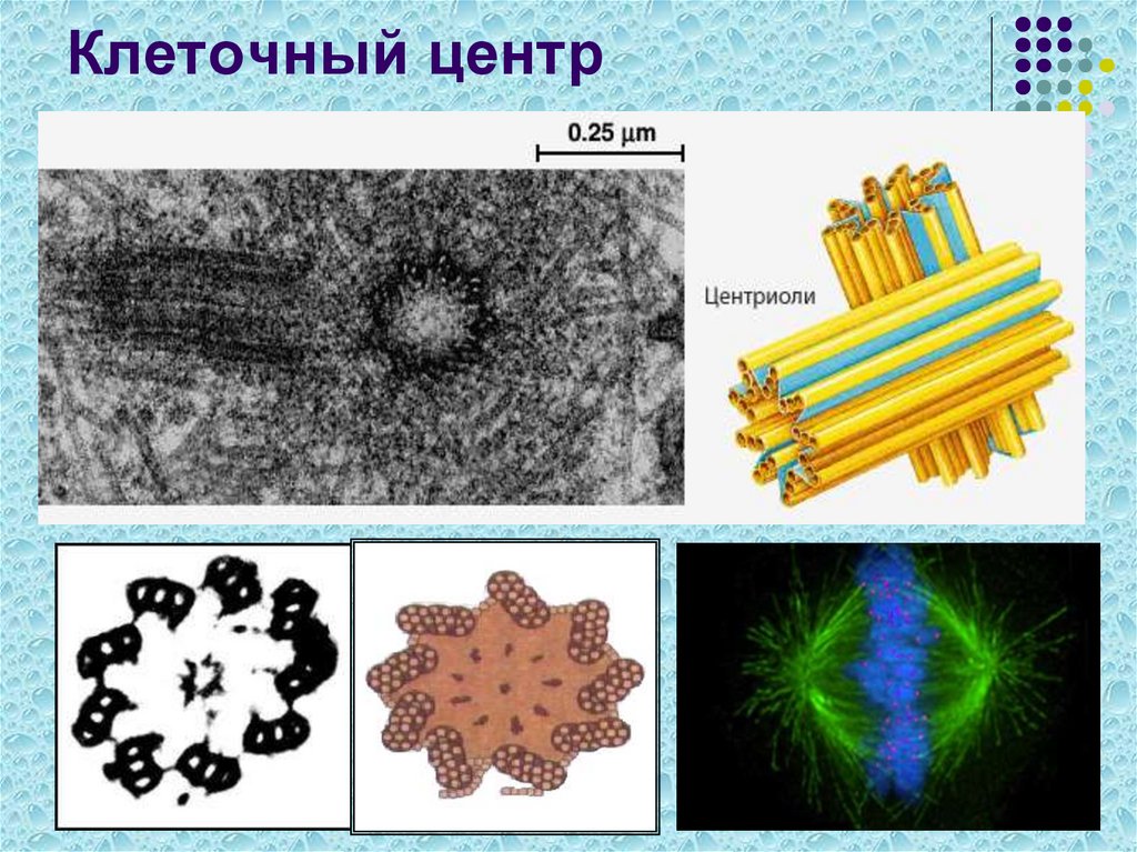 Презентация клеточный центр