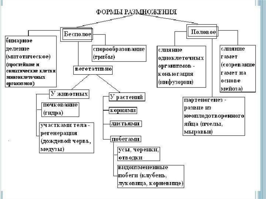 Виды бесполого размножения. Схема типы размножения. Схема формы и способы размножения. Типы размножения организмов схема. Способы полового размножения схема.
