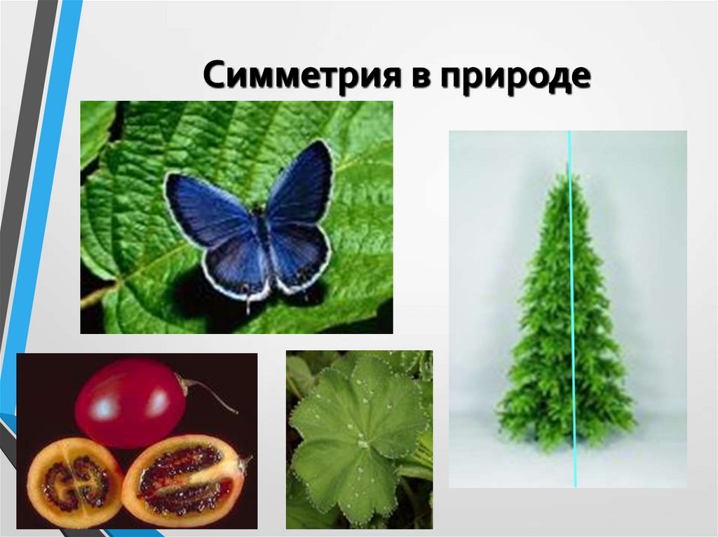 Симметрия ели. Симметричные предметы в природе. Трансляционная симметрия в природе. Симметричные объекты в природе. Переносная симметрия в природе.