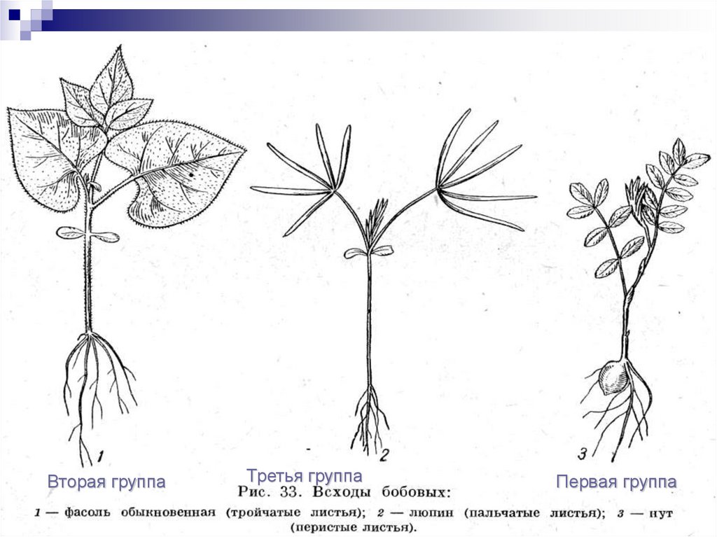 Какие листья у бобовых изображенных на рисунке