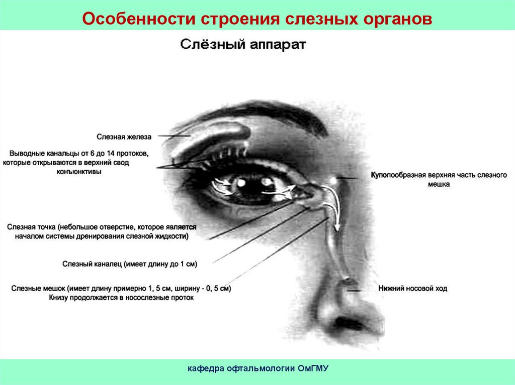Функции слезной железы глаза