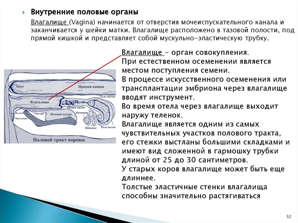 Разведенки показывают своих раздолбанные дырки порно фото