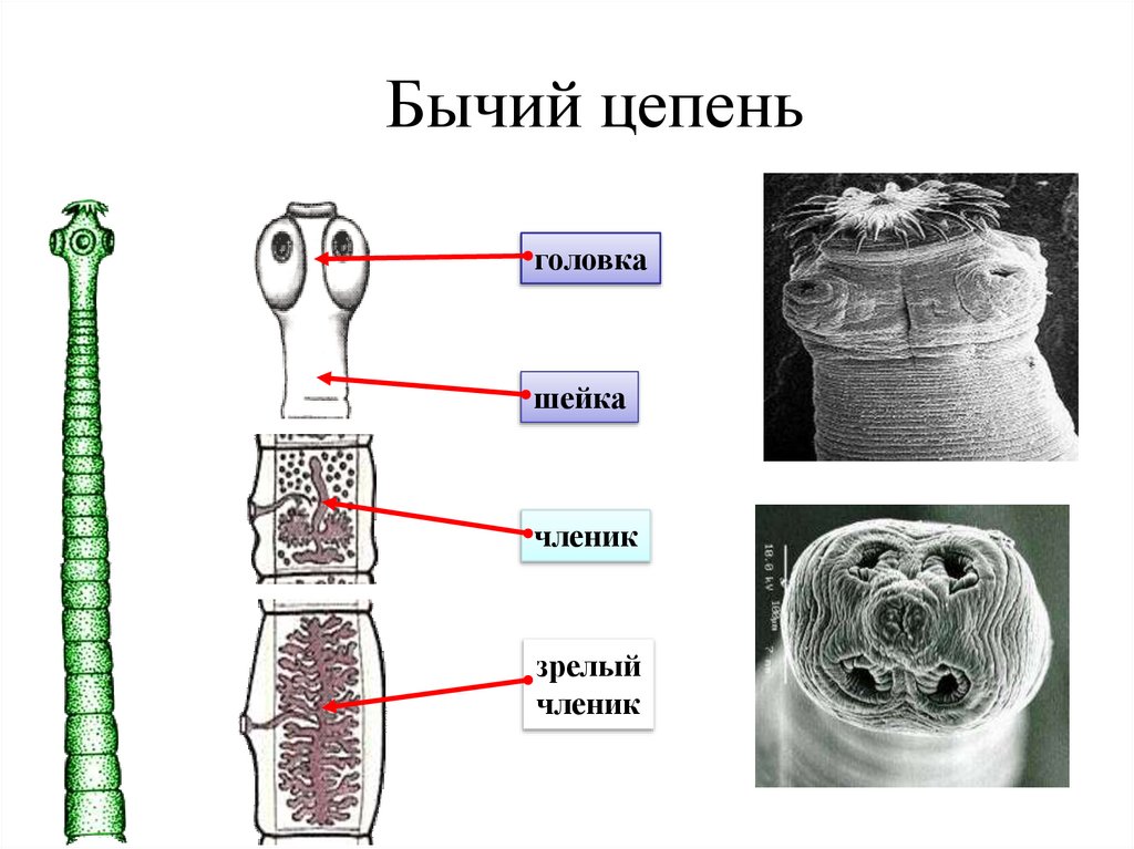 Невооруженный. Паразитические ленточные черви строение. Ленточные черви строение тела. Строение ленточных червей. Фиксирующий аппарат бычьего цепня.