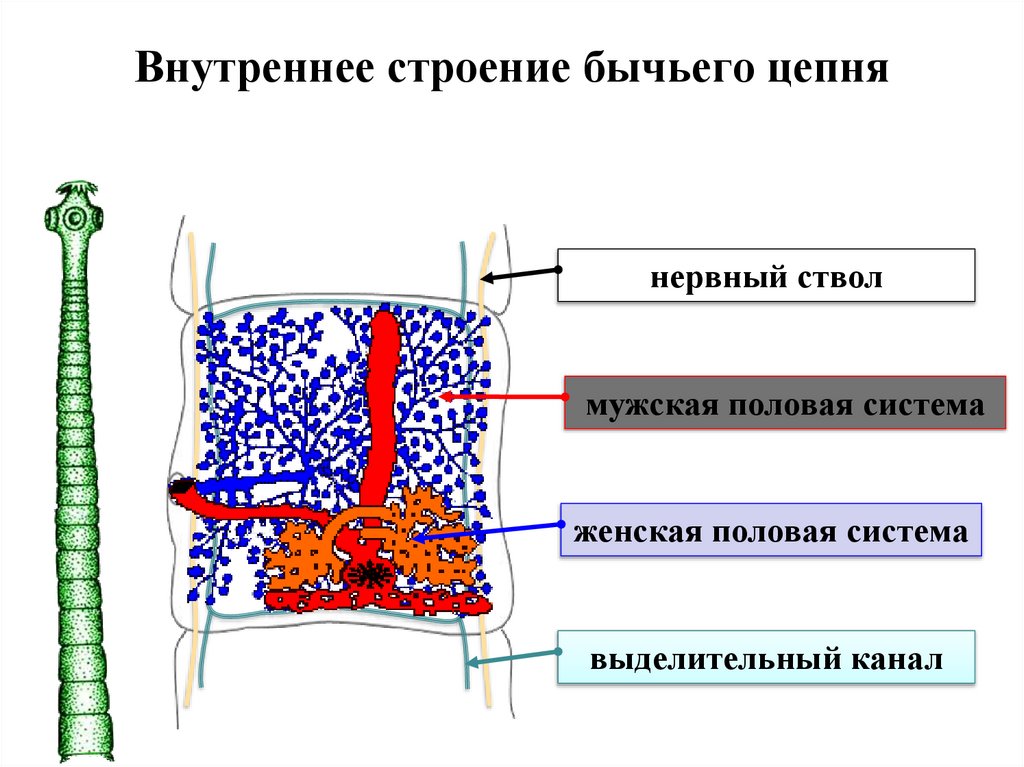 Строение бычьего цепня рисунок с подписями