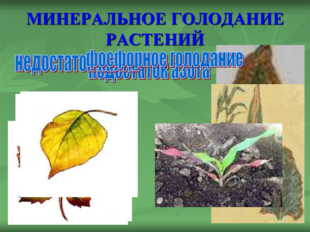 МИНЕРАЛЬНОЕ ГОЛОДАНИЕ РАСТЕНИЙ