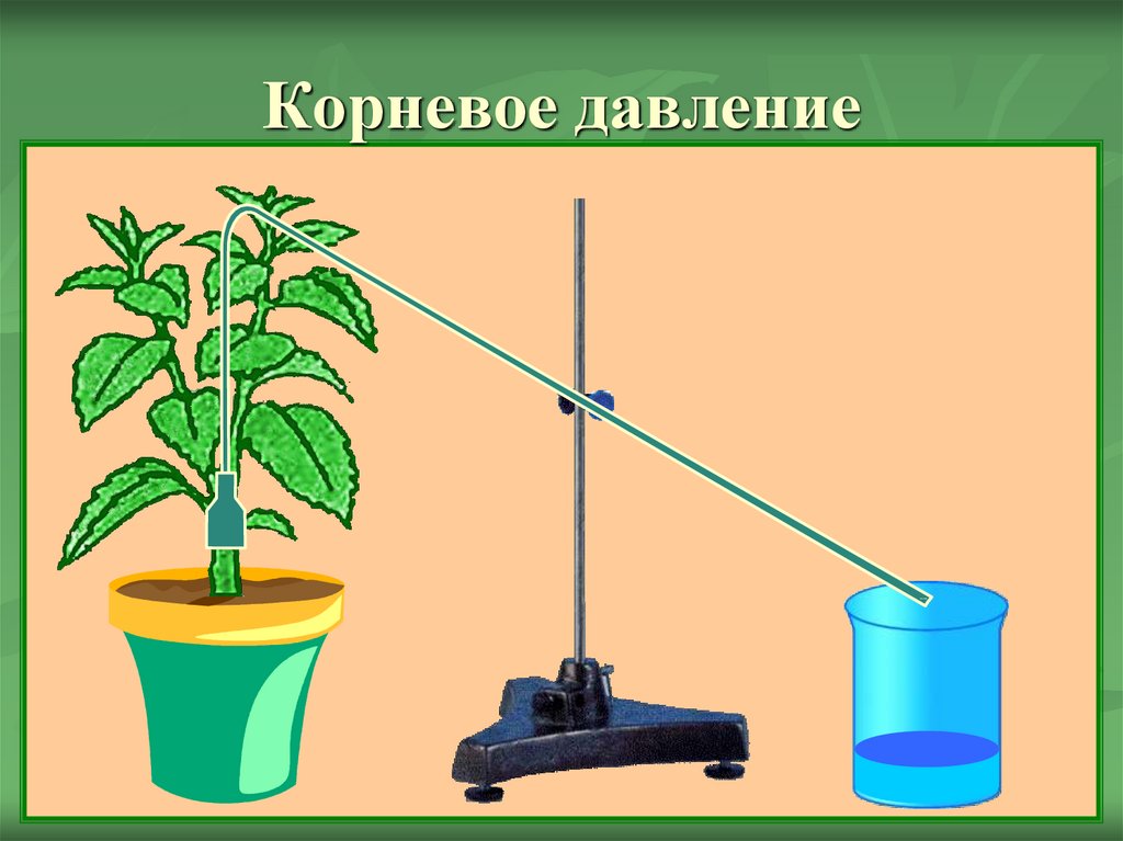 Корневое давление