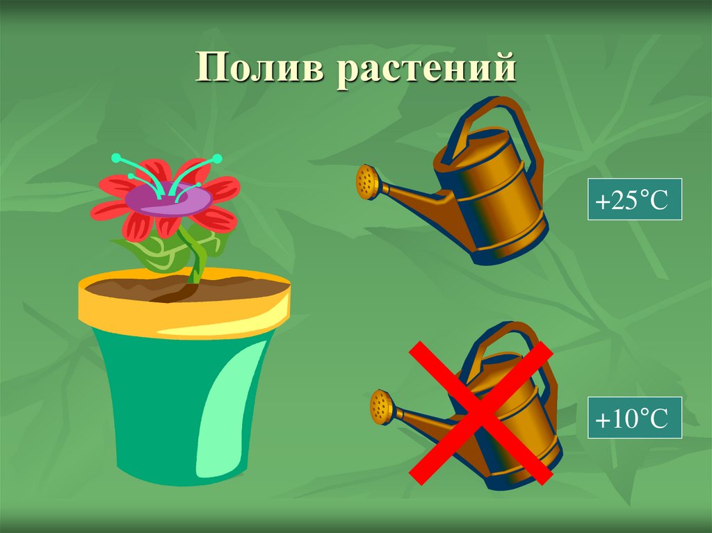 Полив растений