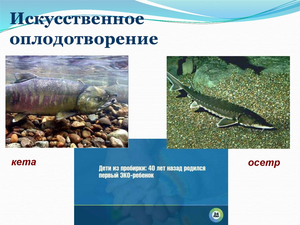 Искусственное оплодотворение