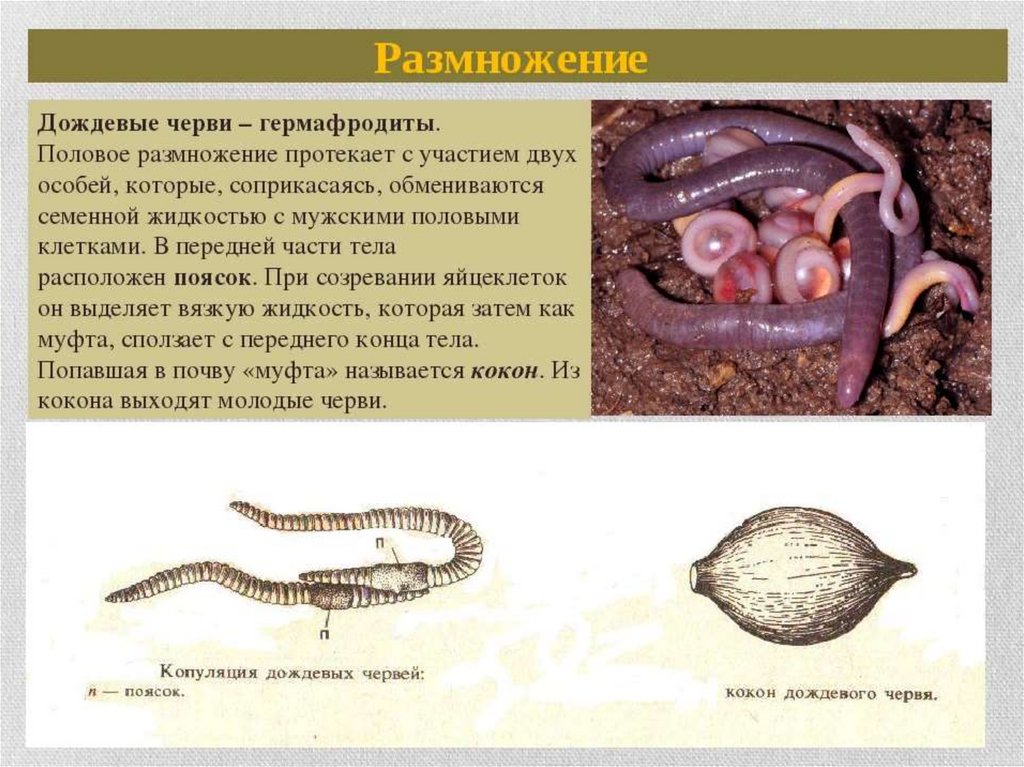 Обоеполые черви. Кольчатые черви цикл развития. Размножение дождевых червей схема. Малощетинковые кольчатые черви размножение. Размножение оплодотворение черви.