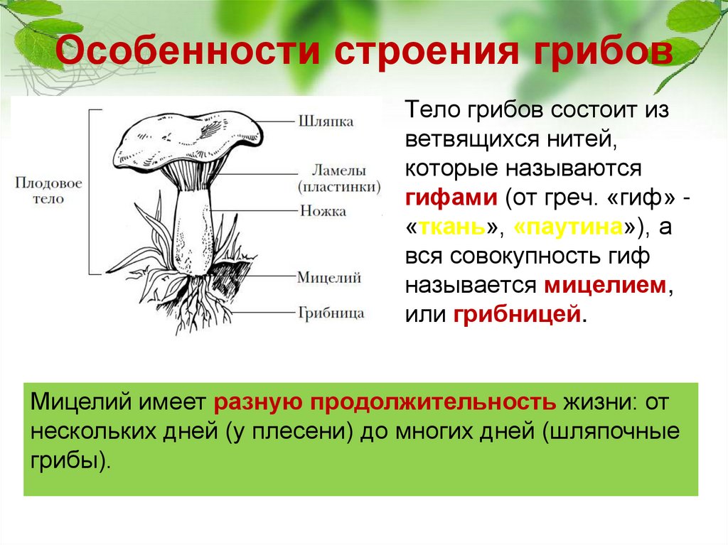 Строение гриба 5 класс