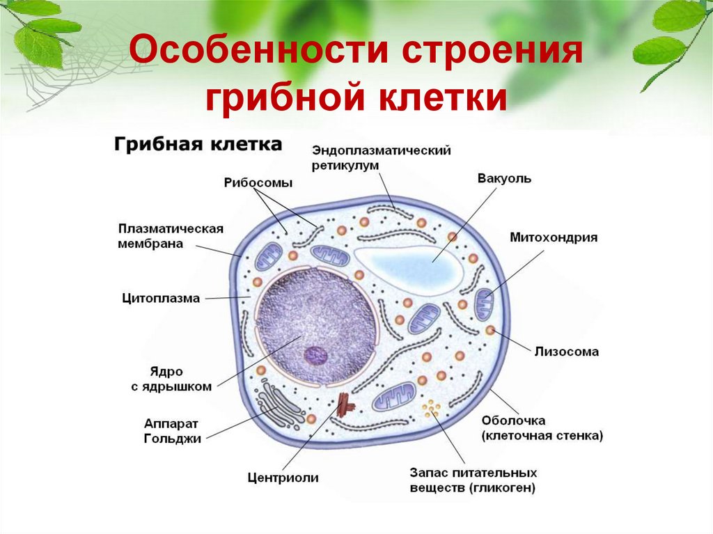 Питание клетки гриба. Особенности строения грибной клетки. Грибная клетка ЕГЭ. Характеристика грибной клетки. Строение грибной клетки ЕГЭ.