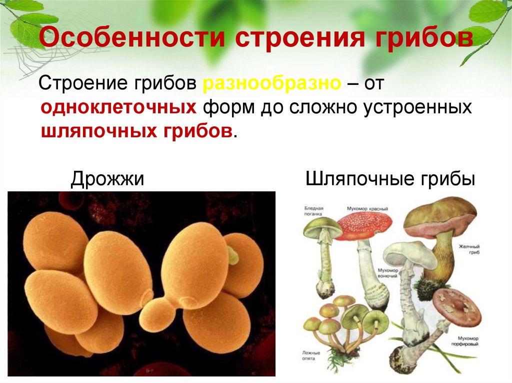 Верны ли суждения о строении грибной клетки. Строение грибов. Строение гриба. Грибы строение и жизнедеятельность. Особенности грибов.