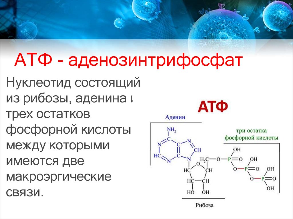 Проект по биологии 9 класс презентация. АТФ аденозинтрифосфат. Аденин рибоза три остатка фосфорной кислоты это. Имеются макроэргические связи. Рибоза аденин три остатка фосфорной кислоты входят в состав.