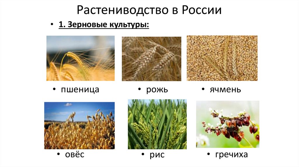 Приведи примеры зерновых культур
