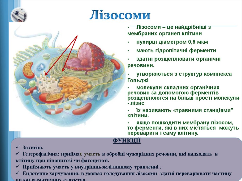 Функции органоидов лизосома. Лизосомы. Лизосомы строение. Строение структура лизосомы.