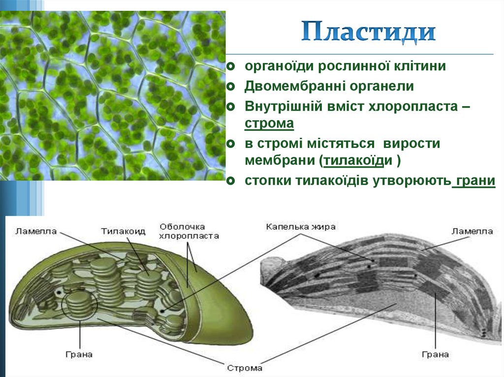 Какой органоид в клетках растений