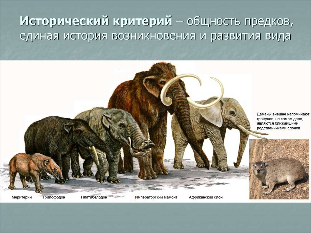 Родственники слоновых. Родственники слонов. Предок слона меритерий. Родственник слона.