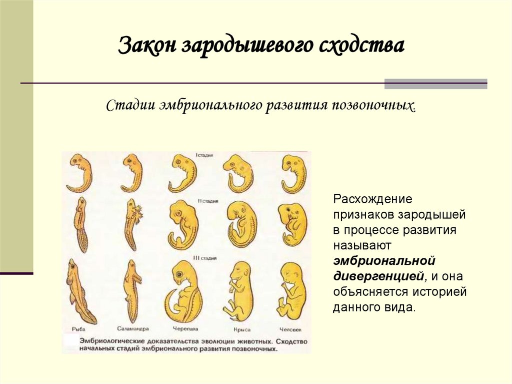 Эмбриологические доказательства животного происхождения человека