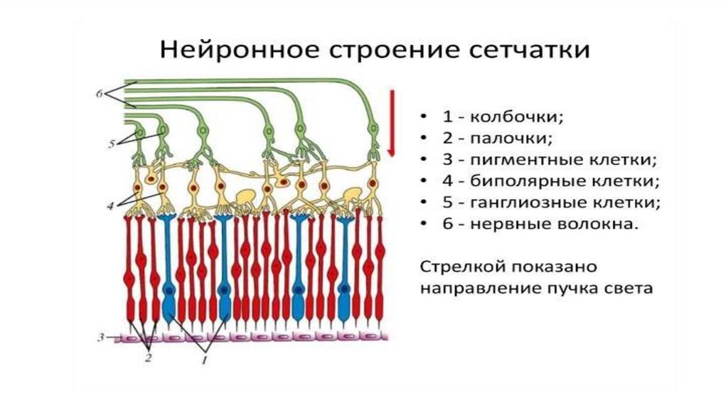 Светочувствительный аппарат глаза. Рецепторы. Основные пигменты ...