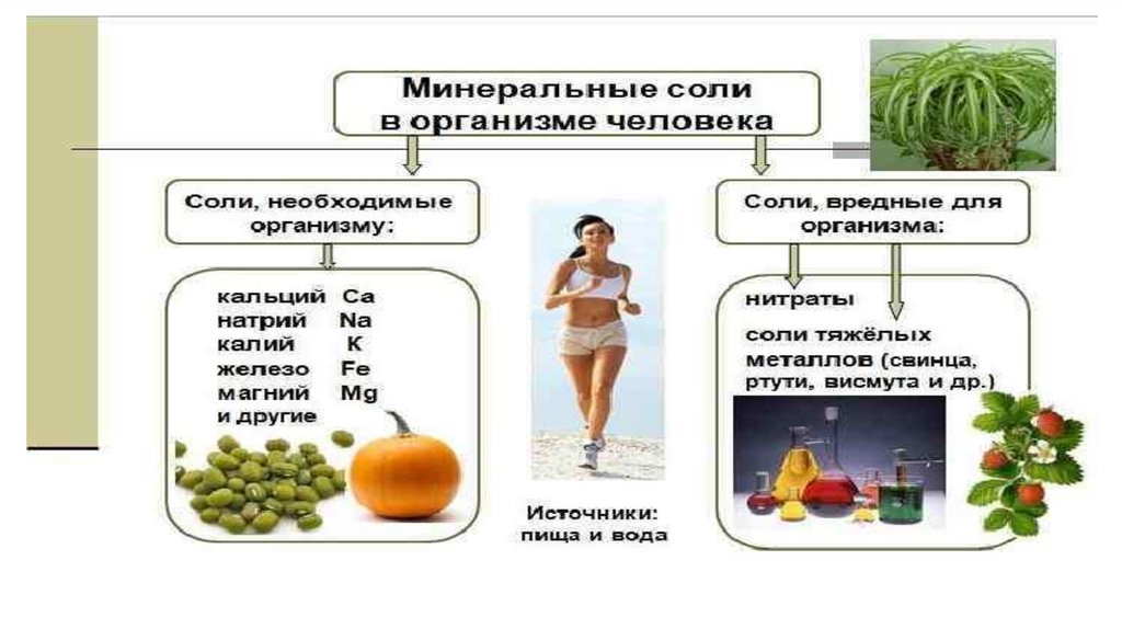 Химический состав клетки. Органические и неорганические вещества ...