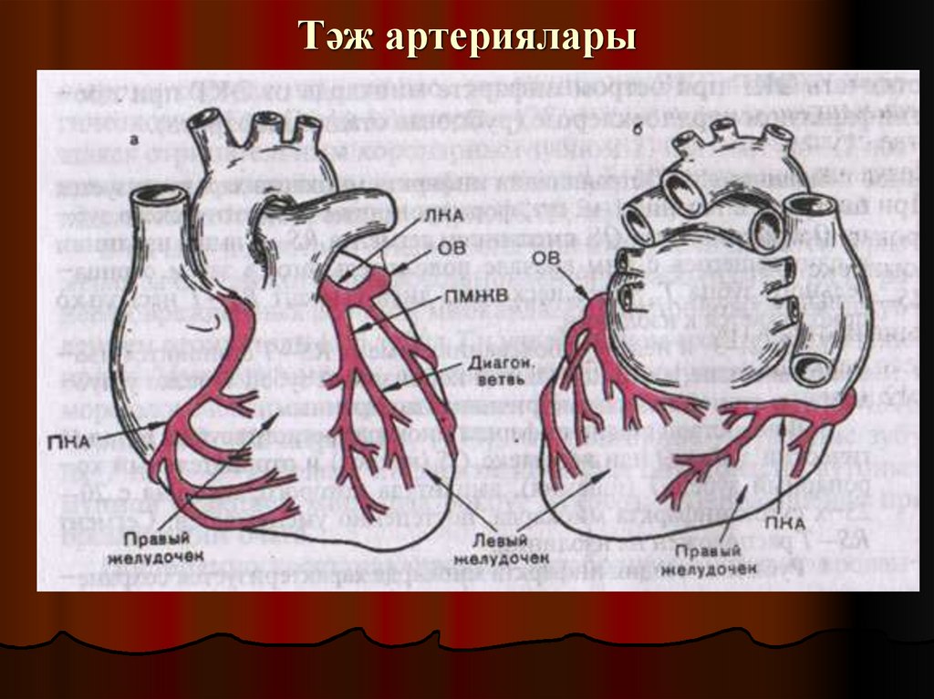 Тәж артериялары