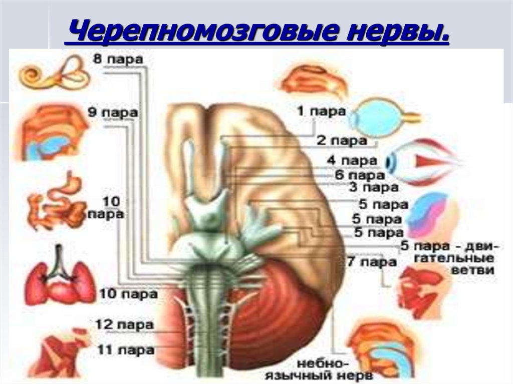 Расположение черепных нервов. Черепно-мозговые нервы 12. 12 Пар черепно мозговых нервов рисунок. Черепно мозговые нервы 5. 12 Пар черепно мозговых нервов картинка.