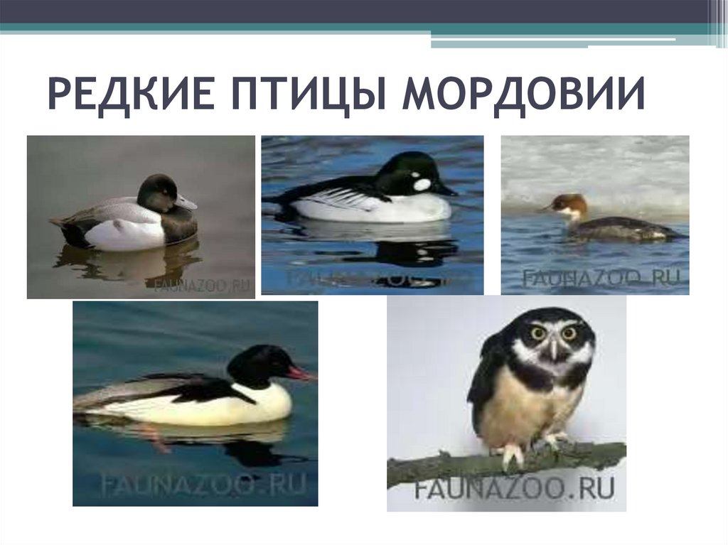 РЕДКИЕ ПТИЦЫ МОРДОВИИ