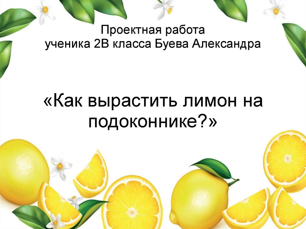 Лимон для презентации. Презентация про лимон для дошкольников. Буклет о лимоне. История лимона. Загадка про лимон
