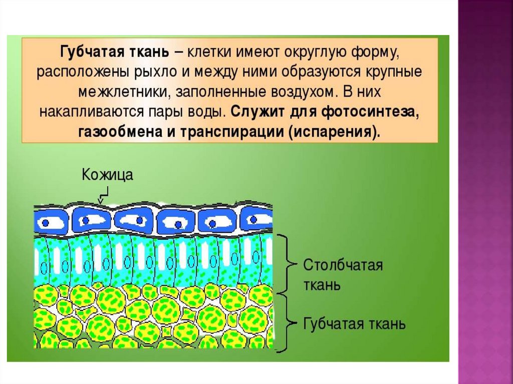 Строение кожицы листа под микроскопом