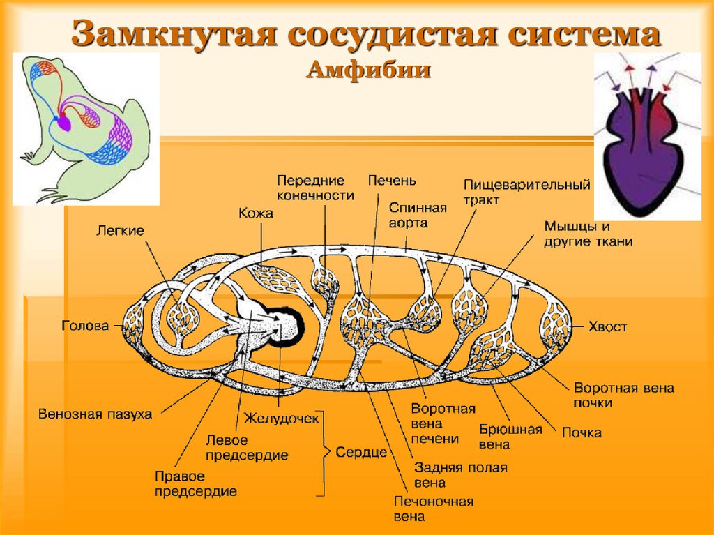 Кровеносная система амфибий схема