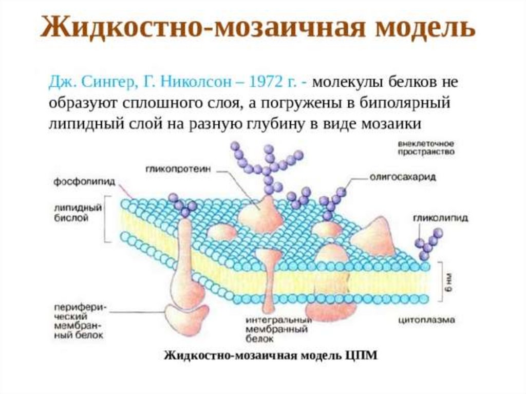 Модель мембраны клетки. Жидкостно-мозаичная модель строения мембраны (Сингер, Николсон, 1972);. Жидкостно-мозаичная модель мембраны Сингера. Модель мембраны Сингера Николсона. Жидкостно мозаичная модель Сингера Николсона.
