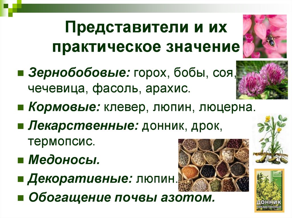 Значение бобовых. Представители и их практическое значение.. Обогащают почву азотом. Обогащение почвы. Бобовые растения обогащают почву.