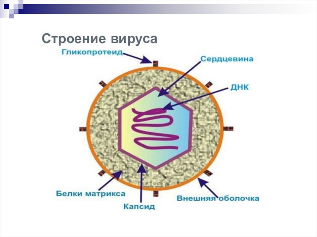 Материал вирусы. Основное строение вирусов. Схематическое строение вируса. Зарисовать строение вируса. Внутреннее строение вируса.