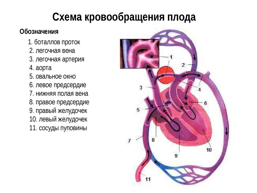 Кровообращение плода картинки