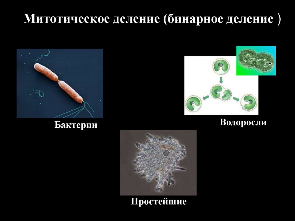 Бинарное деление. Митотическое бинарное деление. Бинарное размножение. Митотическое деление бактерий. Простое бинарное деление и митотическое бинарное деление.