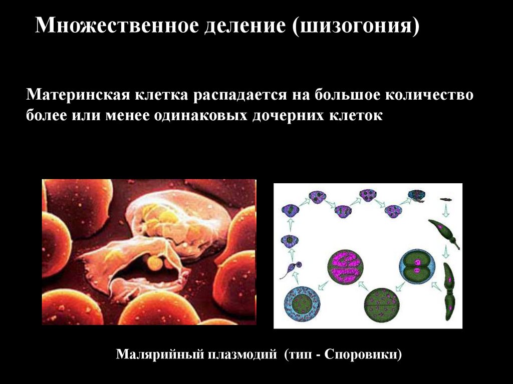 Материнская клетка. Множественное деление материнской клетки. Множественное деление шизогония. Множественное деление клетки, или шизогония. Множественное деление примеры.