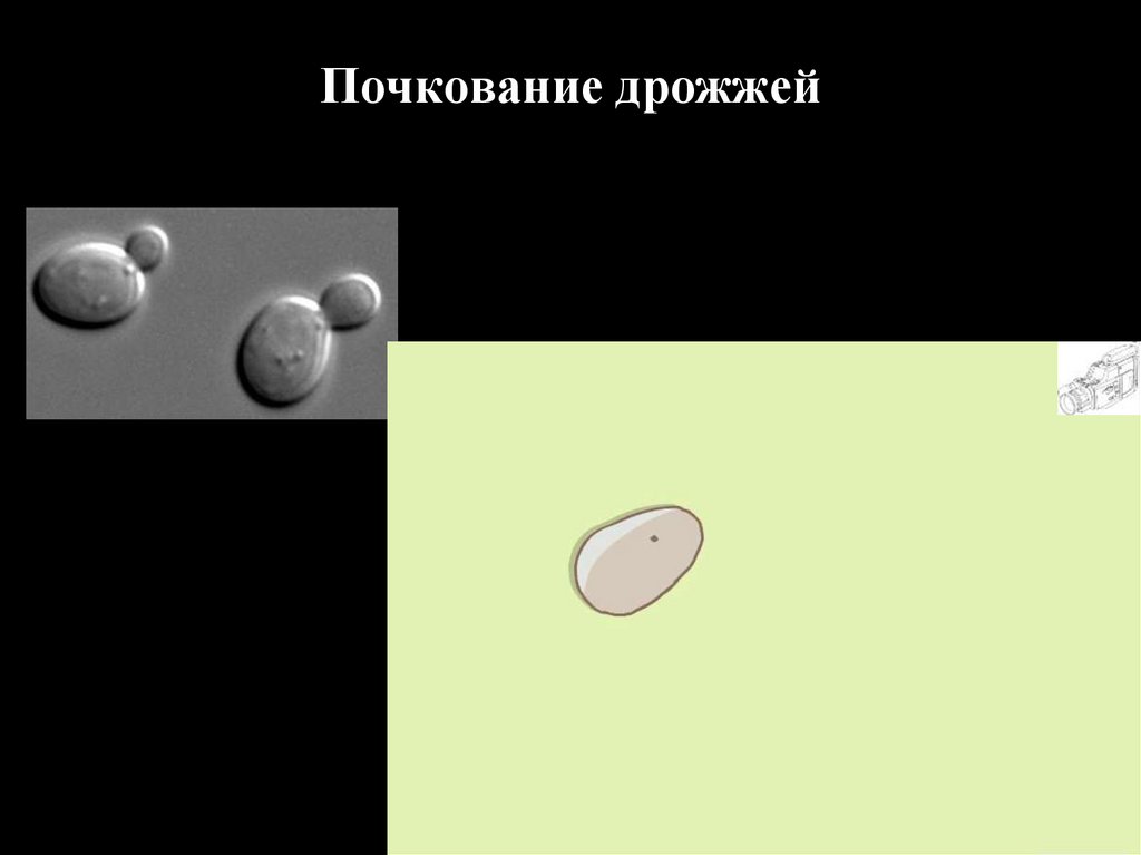 Какое явление из жизни дрожжей изображено на рисунке ответ