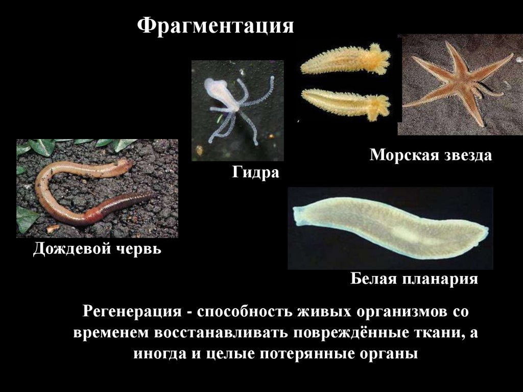 Морская звезда половое размножение. Фрагментация кольчатых червей. Фрагментация дождевого червя бесполое размножение. Кольчатые черви размножение. Червь белая планария.