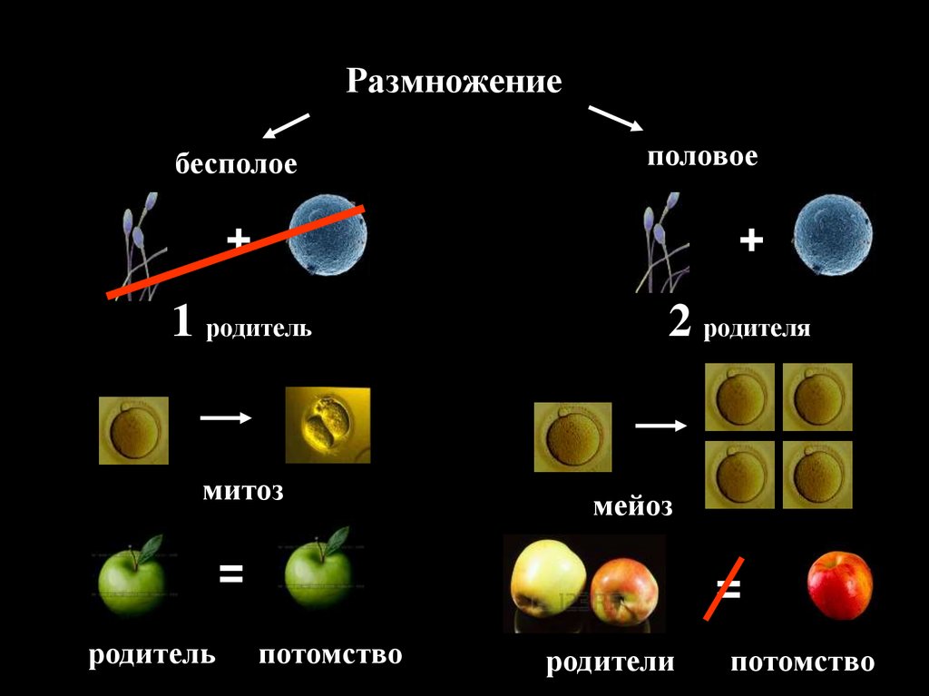 Размножение организмов 9. Формы бесполого размножения митоз. Размножение половое бесполое митоз. Формы размножения организмов бесполое размножение митоз. Митоз половое размножение.