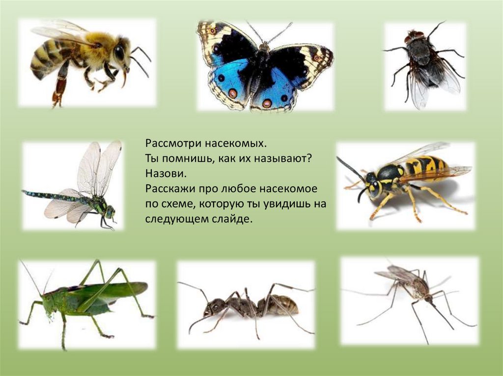 Скорость мухи составляет. Схема для рассказа о насекомых. Звуки насекомых. Поведение насекомых. Насекомые презентация.
