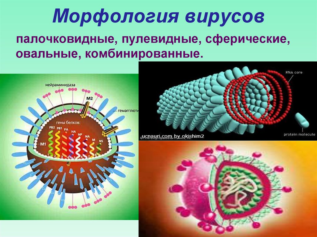 Морфология вирусов