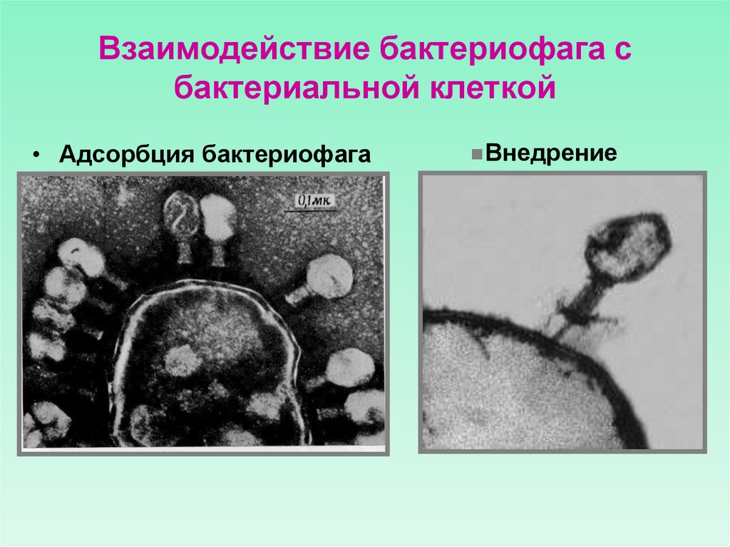 Взаимодействие бактериофага с бактериальной клеткой
