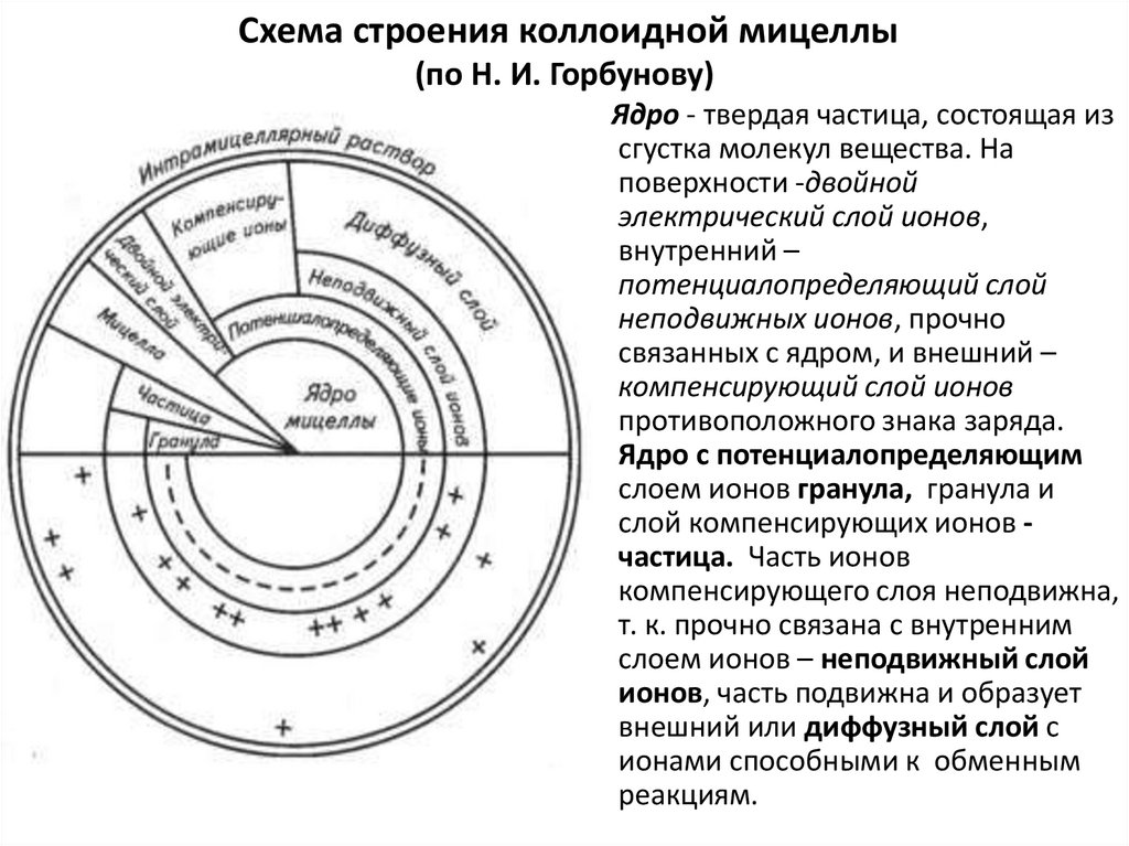 Схема строения мицеллы