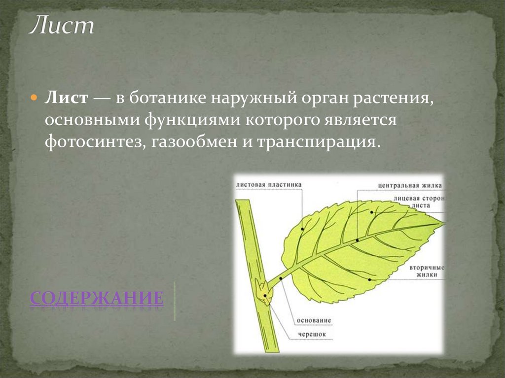 Какой орган растения выполняет функцию фотосинтеза. Лист фотосинтез газообмен транспирация. Лист как орган транспирации. Газообмен и транспирация. Листья растений обеспечивают в основном.
