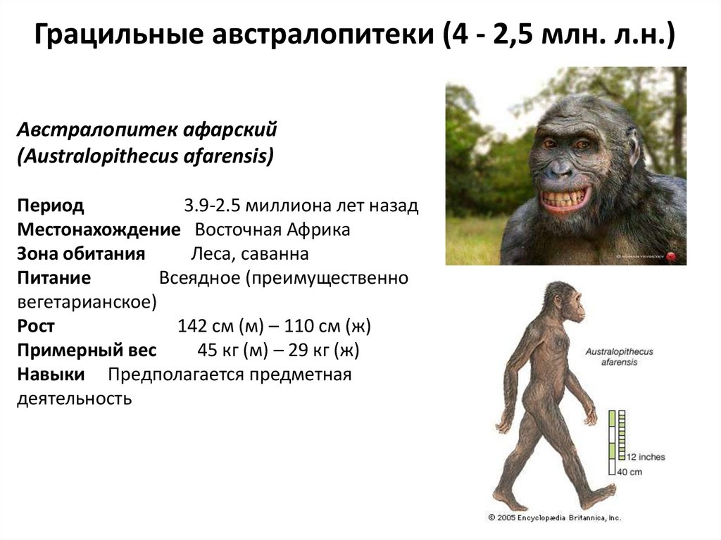 Австралопитеки кроманьонцы